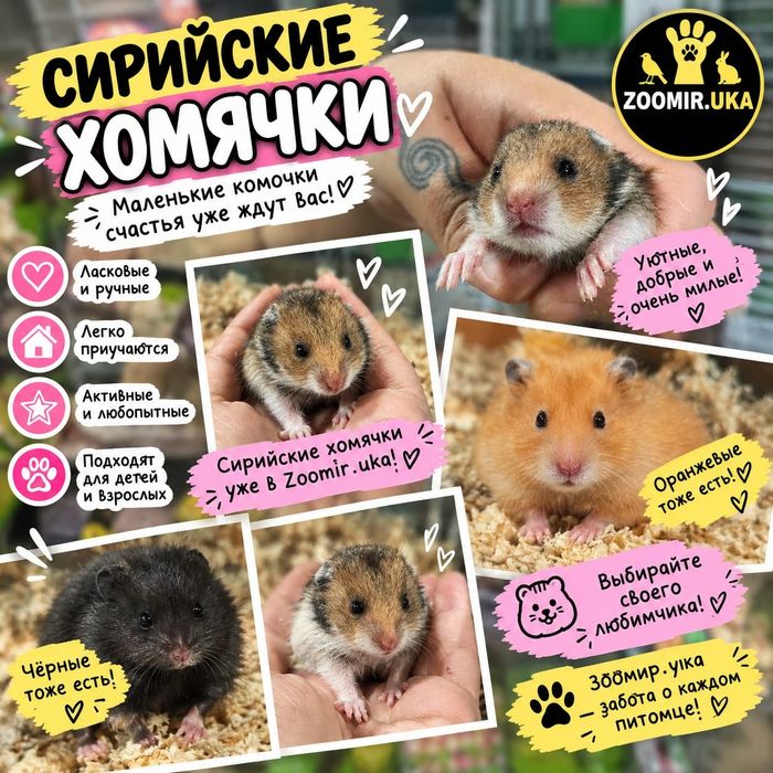 Хомяки двух видов в продаже