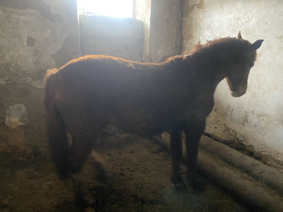 Продам стоит на откорме 3 месяц