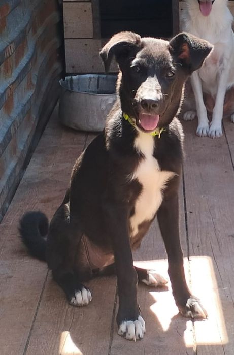 Ищет самые добрые руки СТЕРИЛИЗОВАННАЯ девочка Гера