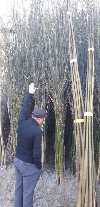 Павлония,КлёнБаграни,Тераг,Чинор,Каштан,Липа,декор кучат