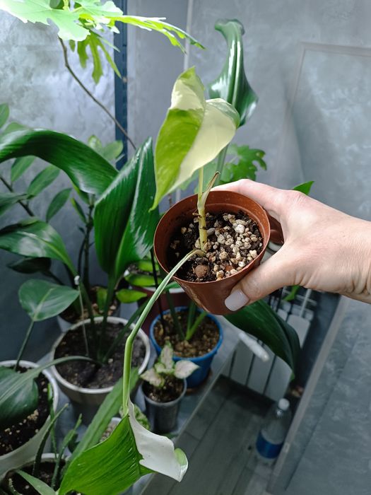 Комнатные растения