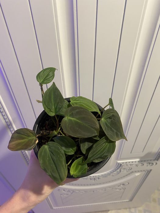 Филодендрон миканс