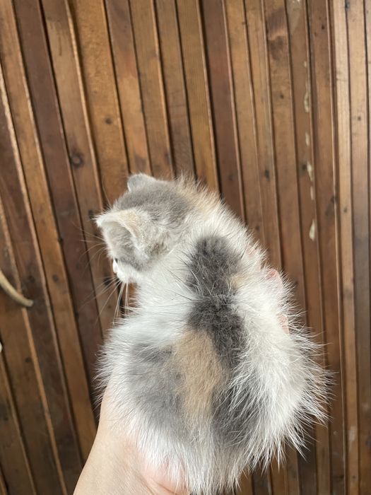Дарю котенка двухмесячного