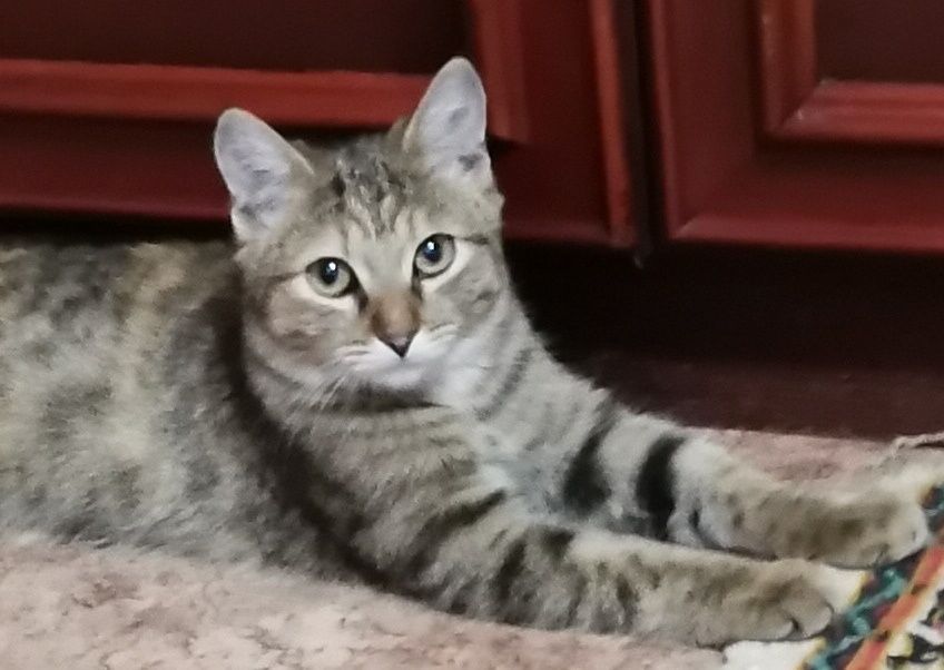 Котенок в добрые руки