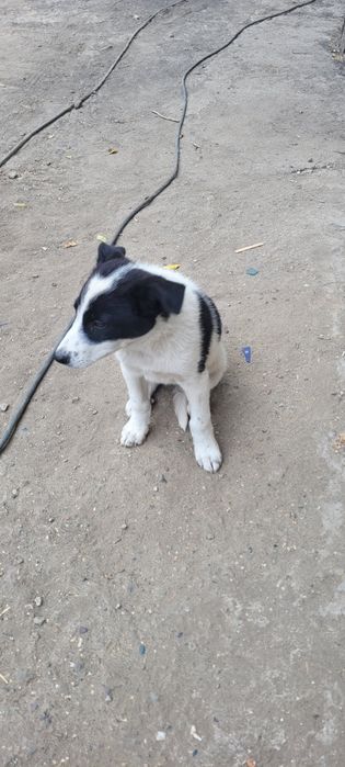 Отдам щенка , девочку в добрые руки