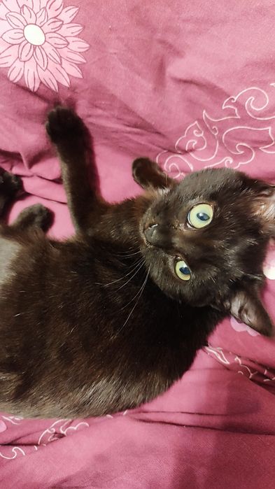 Котёнок (девочка) ищет дом