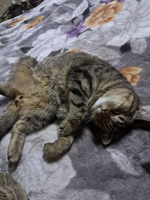 Отдам бесплатно в добрые руки