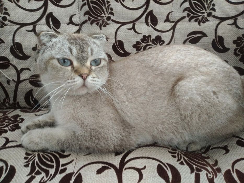 Скоттиш фолд продается