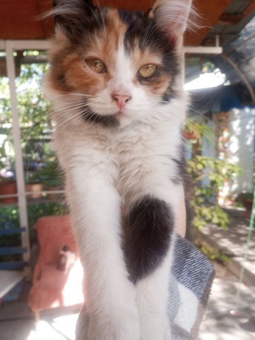 Котята Котёнок отдадим