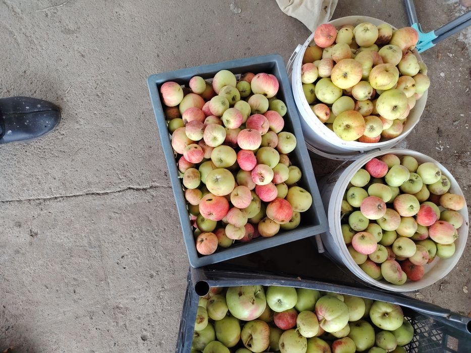 Продам яблоки домашние