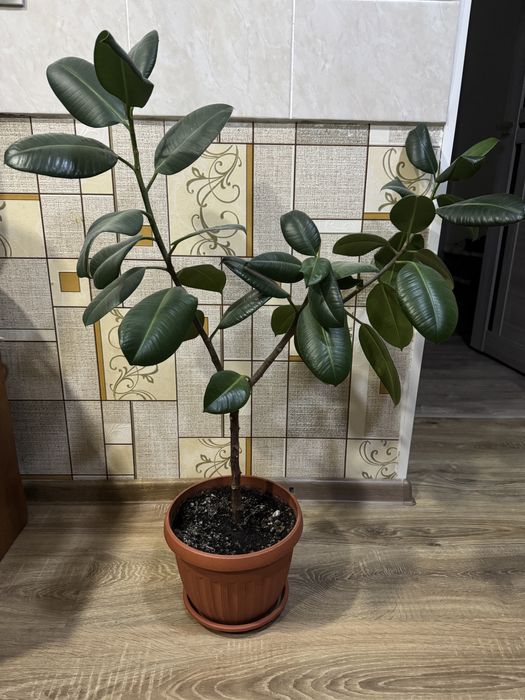 Комнатное растение фикус