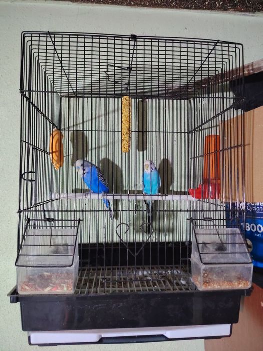 Toti quwla sotiladi 1 juft qafasiblan sotiladi