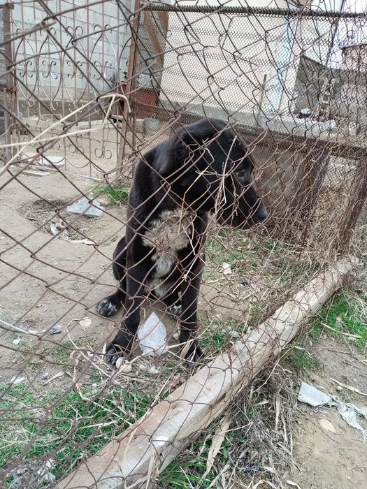 Алабай ит сатылады 2 жаста