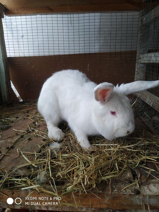 Quyon Куйон пара СОТИЛАДИ