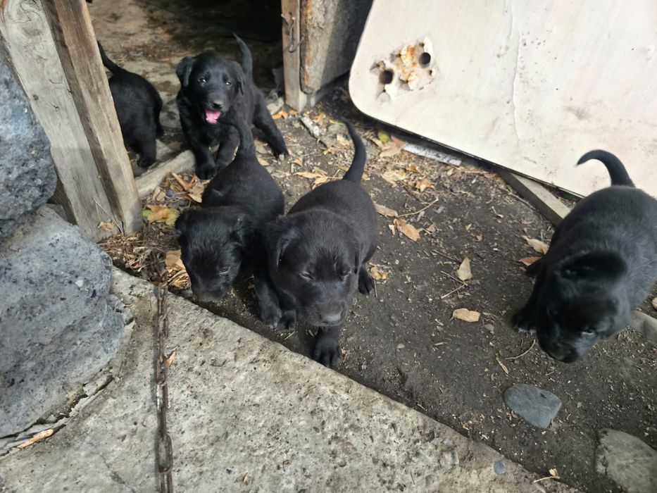 Отдам щенков кушают все