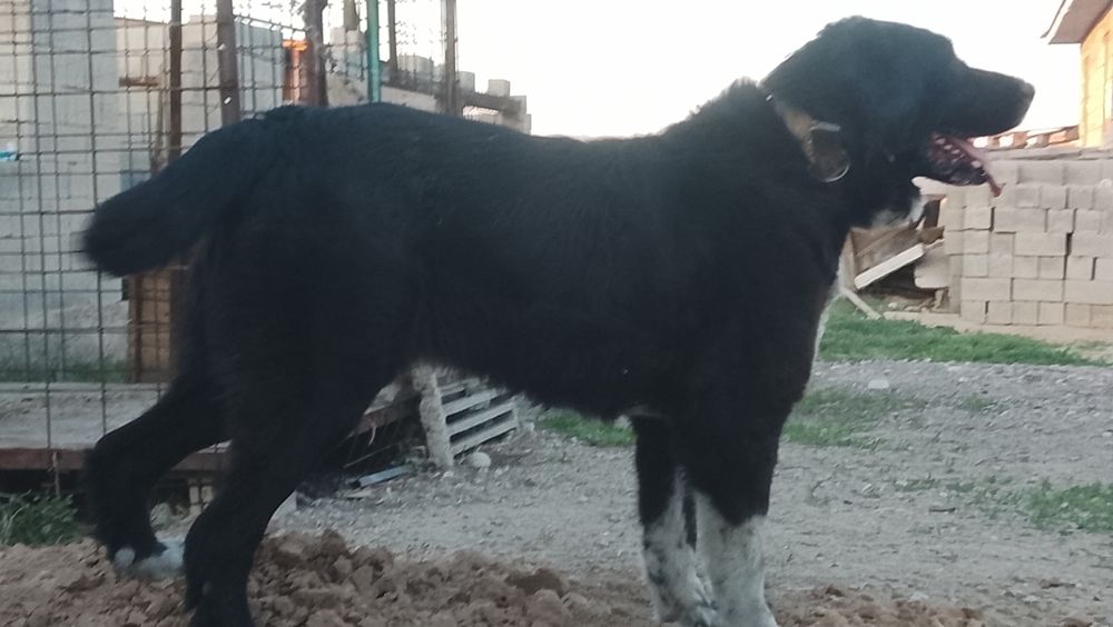 Сука Тобет 3 года очень крупная