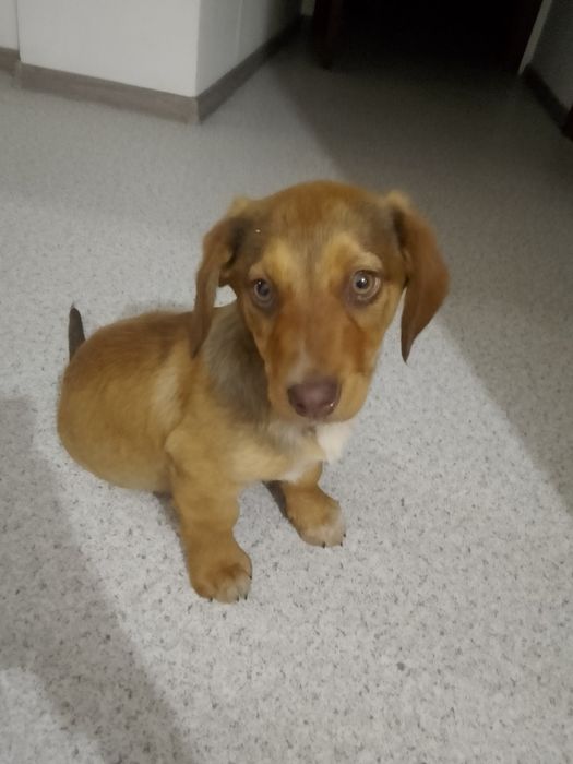 Собака, маоьмк 3 месяца, помесь таксы и спаниеля