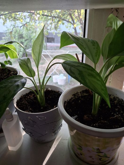 Комнатные цветы распродажа!