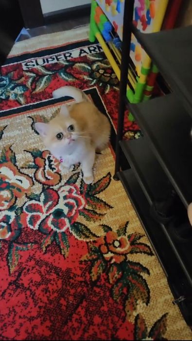 Zolotaya shinshilla + Egzot