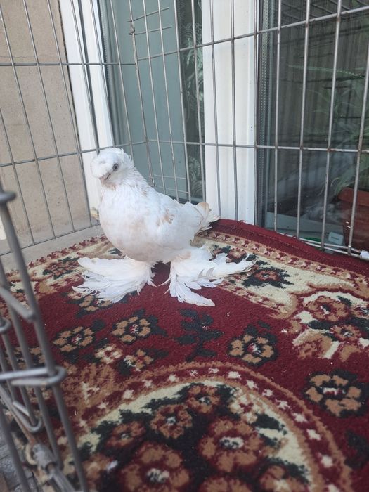 Голубка гульбдам