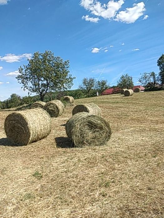 Fân de lucernă de vânzare