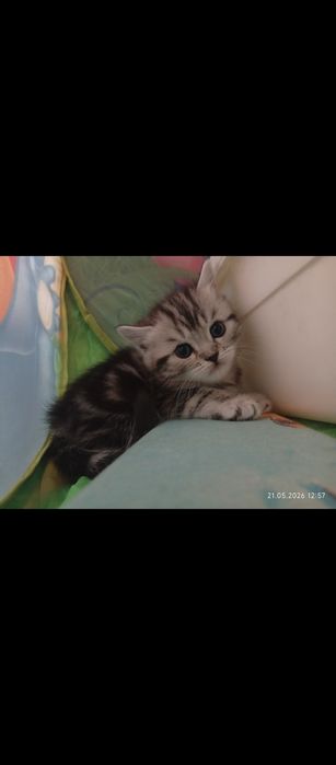 Продаю чистокровные шотландцы