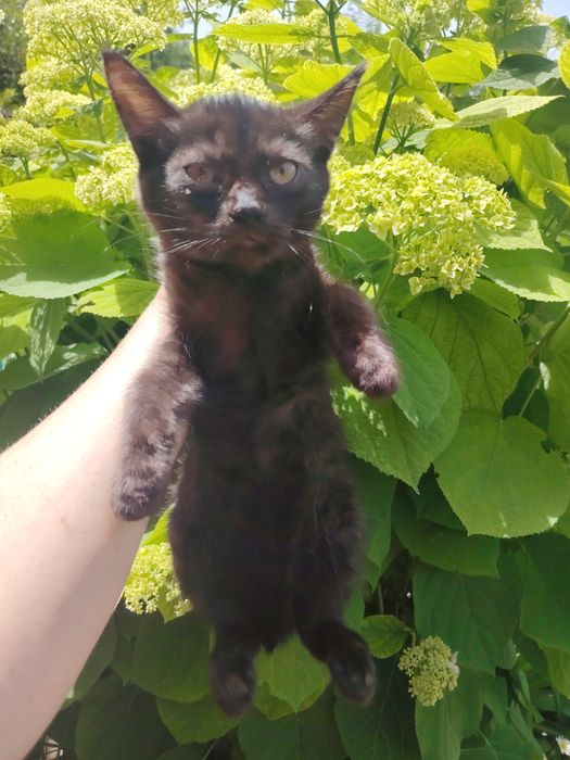 Отдам котят срочно очень красивые