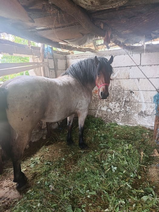 De vânzare maza de 3 ani