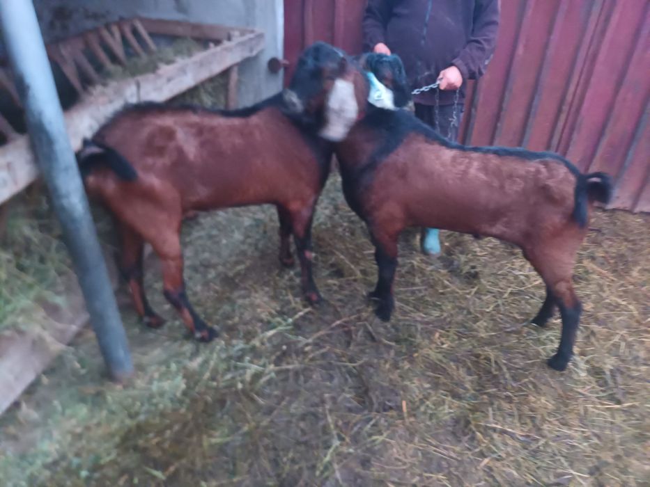 Vand Tap anglo-nubian