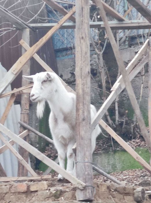 Орыс ешкіні сатамын