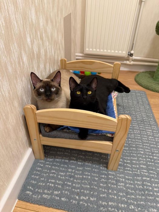 Adoptie responsabila pisoi impreuna