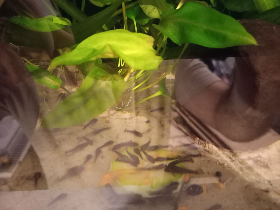 Pui de Ancistrus