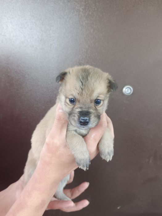 Щенки Бесплатно!