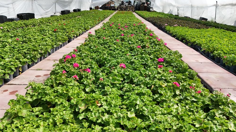 Muscate / Pelargonium Zonale , Curgatoare ,Peltatum , Tiroleze