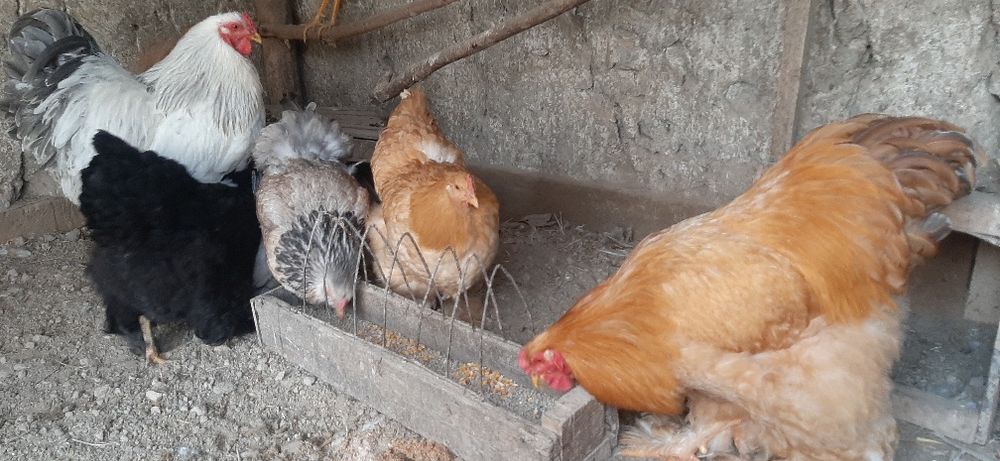 Брамалар сотилади