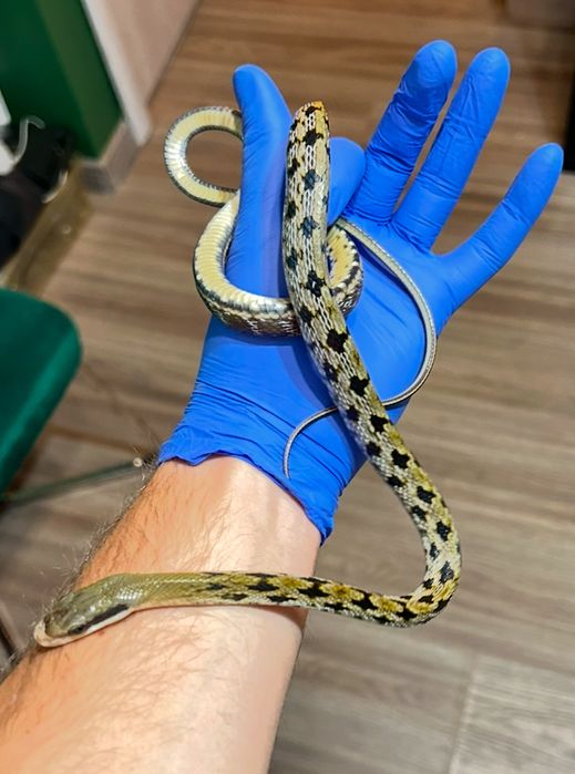 Тънкоопашат смок 0.1