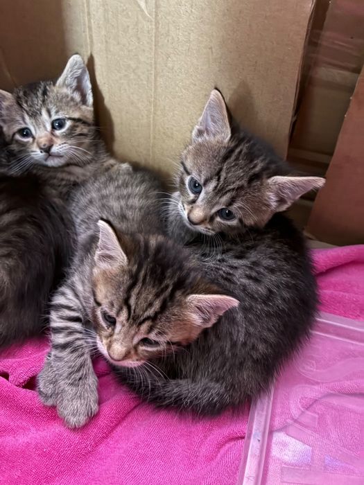 pisicuțe pentru adoptie