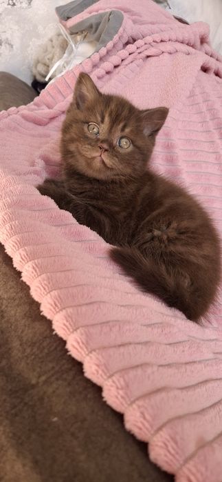 Британские котята