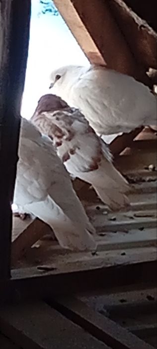 oq kabutar oyoqlari patli qoldi 6 juft