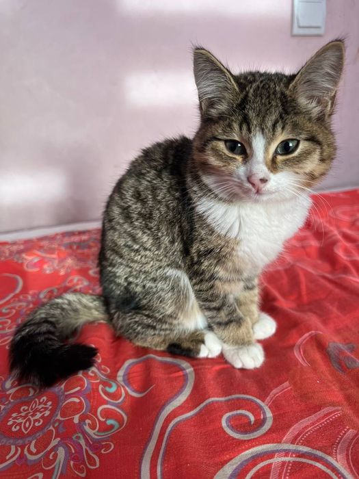 Mushuk taking beriladi