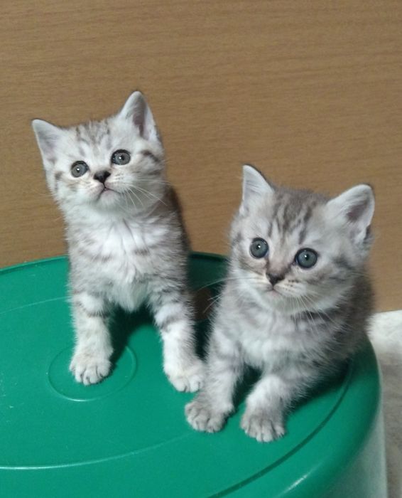 Шотландские Скоттиш страйт.