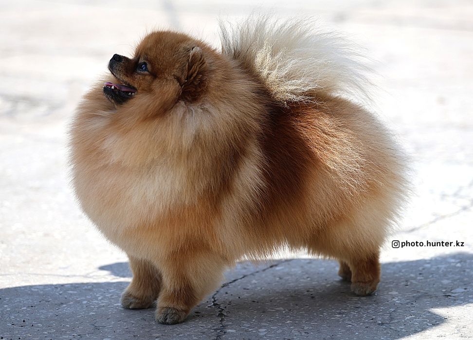 Померанский шпиц кобель