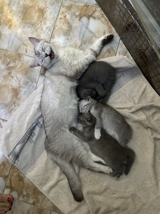 Котята британка шиншила