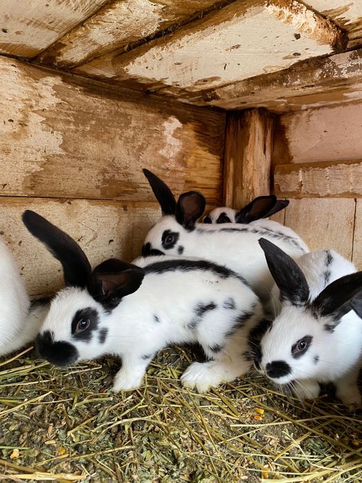 PUI Fluture german din tata cu certificat de origine tatuat
