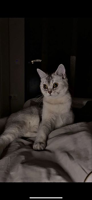 Отдам в хорошие руки