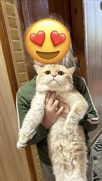 Кот  окрас Золотая Шиншилла nu 12