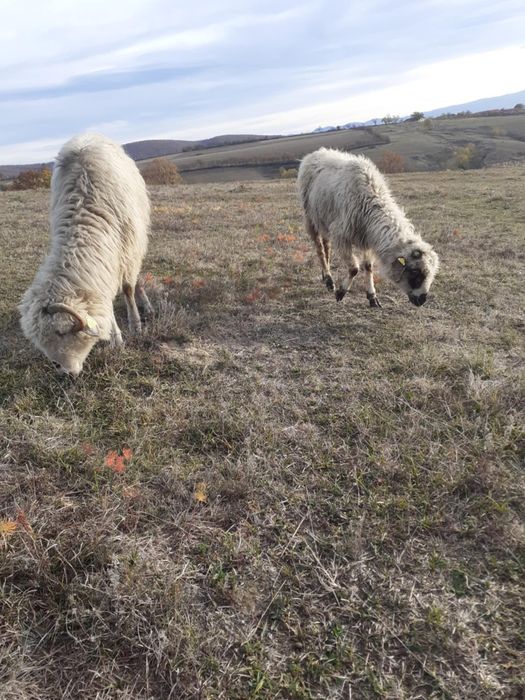 De vânzare 6 miei berbecuți și 4 oi
