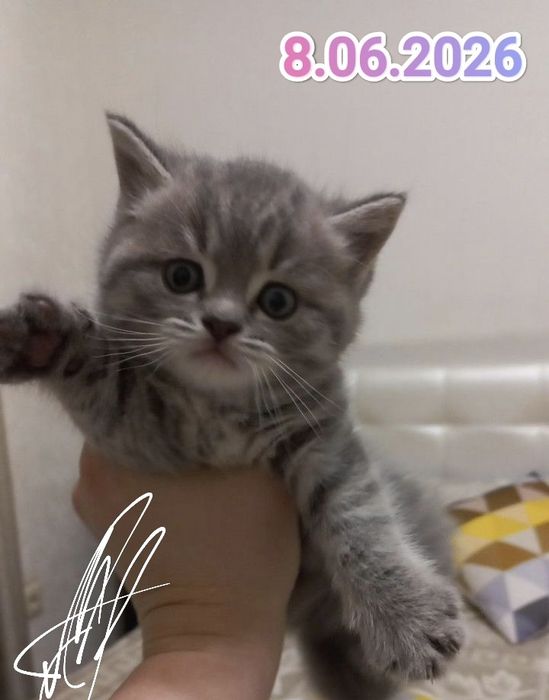 Британские котята