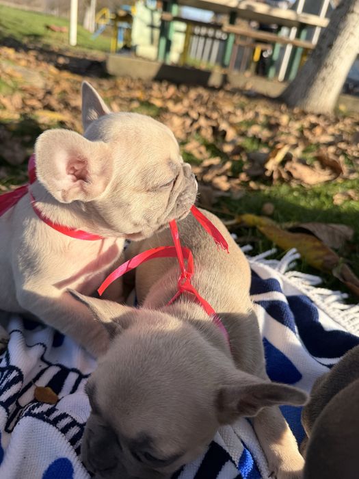 Чистокръвни Френски Булдочета