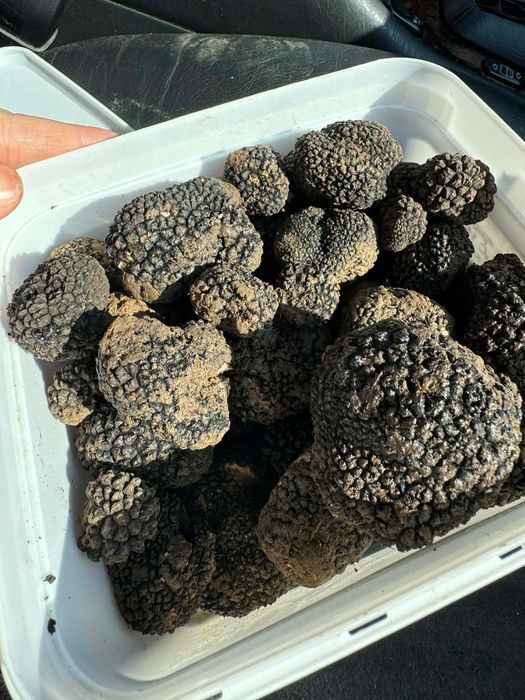 Трюфели пресни за обучение и домашна консуматсия